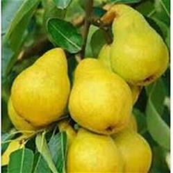 گلابی فرانسوی