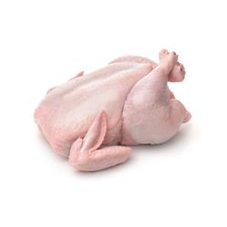 مرغ گرم روز وزن 1600 تا 1800 گرمی