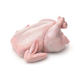 مرغ گرم روز وزن 1400 تا 1600 گرمی
